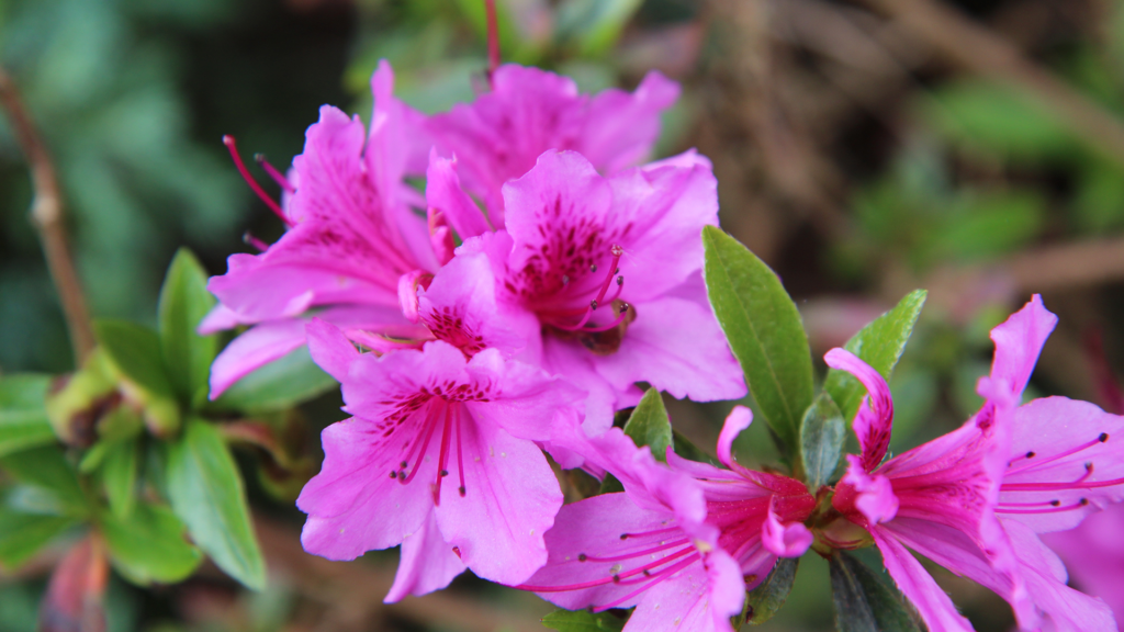 azaleas, a symbol of augusta national for the masters